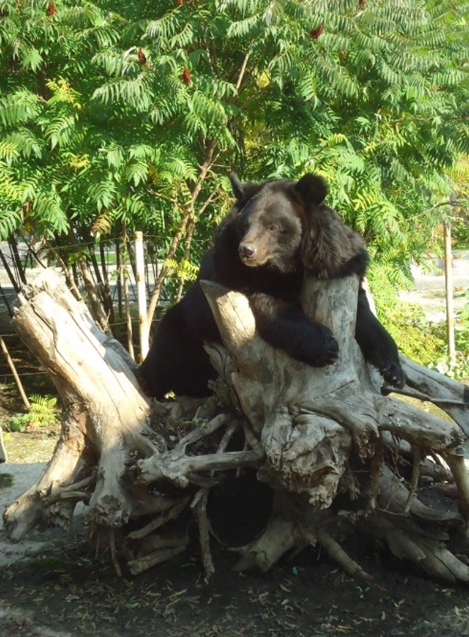 У медведя большой вольер с корягами, имитацией ручья, деревьями