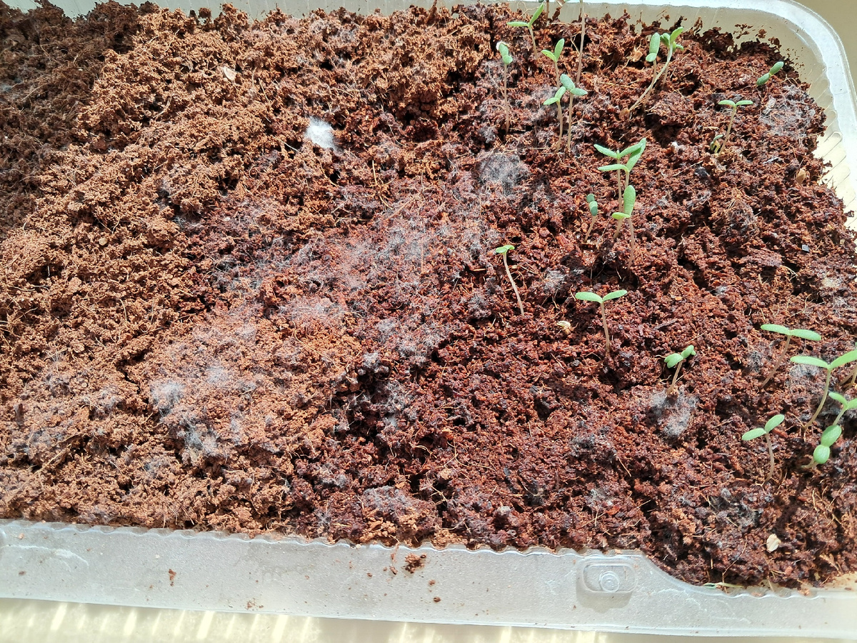 Плесень на грунте для рассады