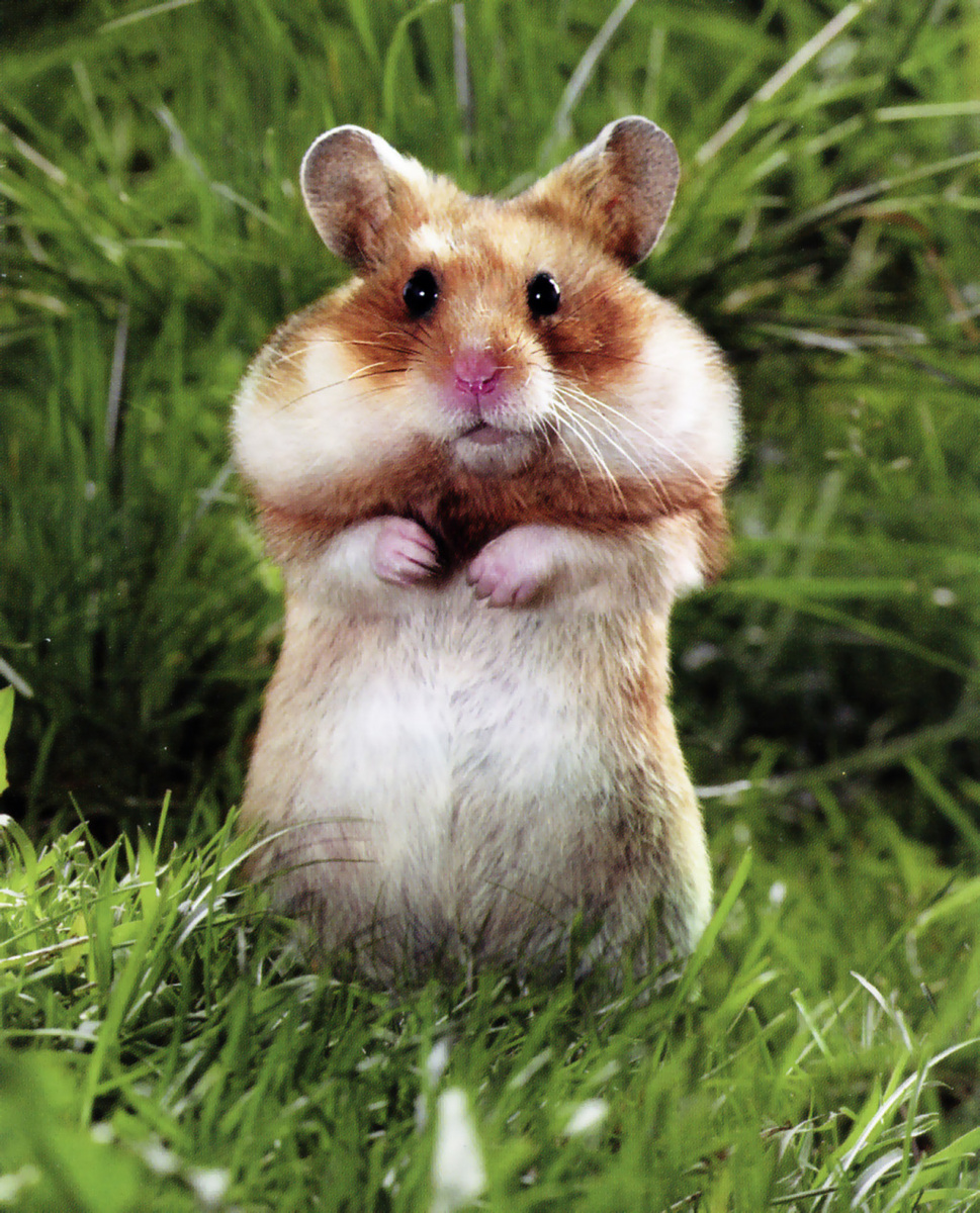 Из просторов интернета 