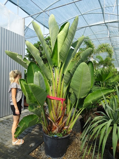 Фото с просторов интернета 