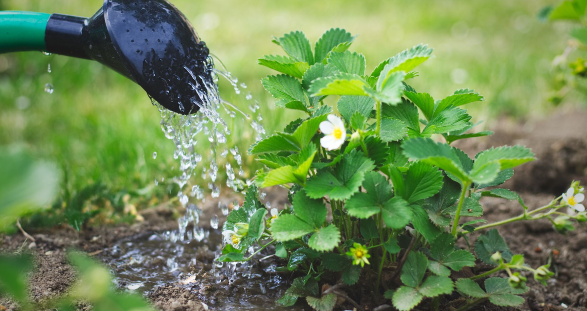 полив клубники