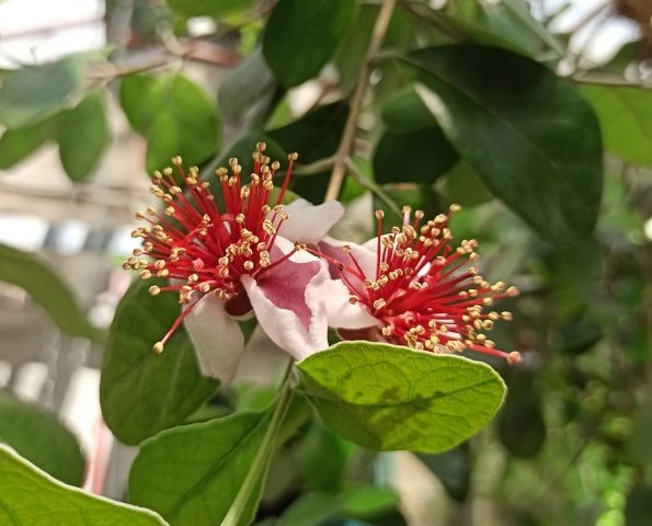     Фото: vk.com/botanical_garden_vrn