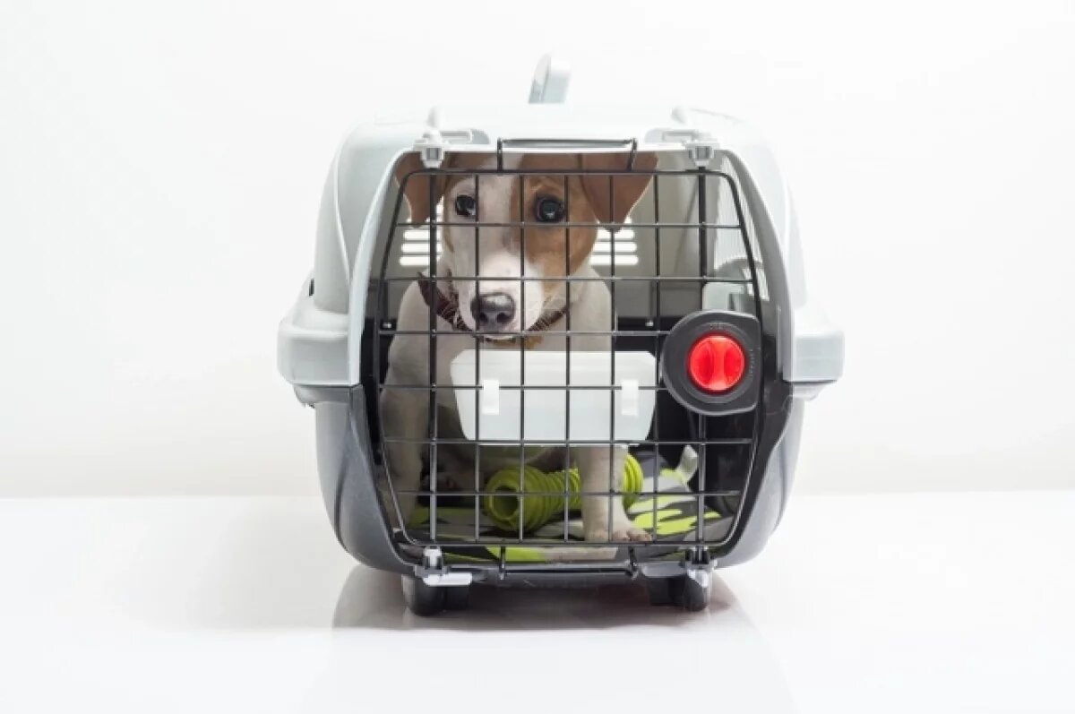    Жителям Тверской области рассказали, как поехать в Турцию с питомцем