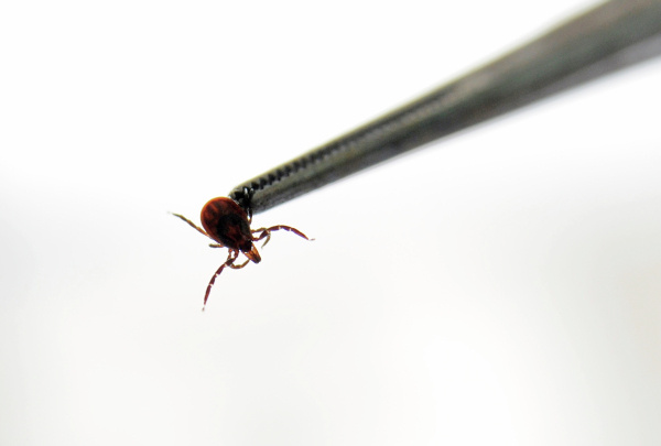 Фото: РИА Новости/Михаил Мордасо