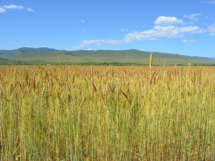    Забайкальские аграрии ежегодно увеличивают ​площадь сортовых посевов