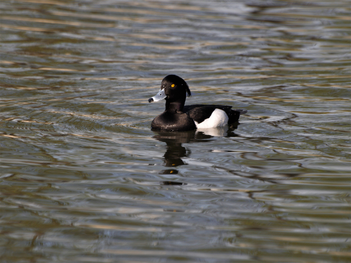 Хохлатая чернеть