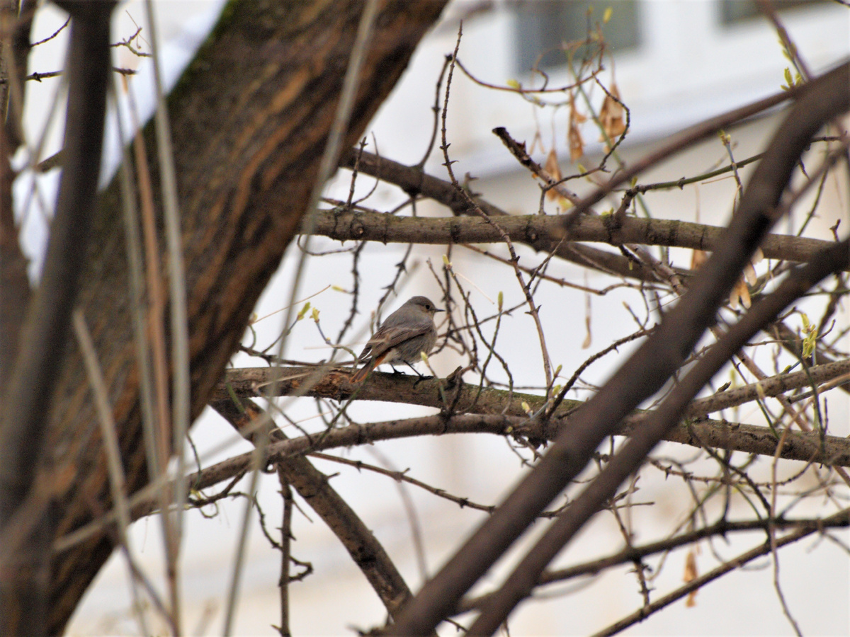 Горихвостка-чернушка