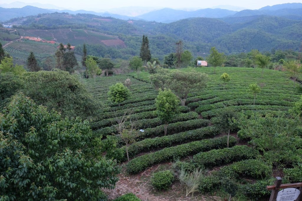 Чайная плантация, где собирают пуэр