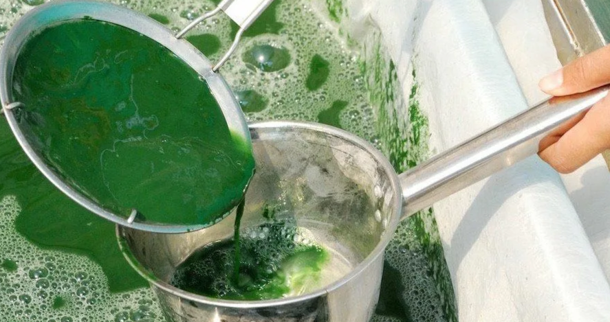 растввор со спирулиной