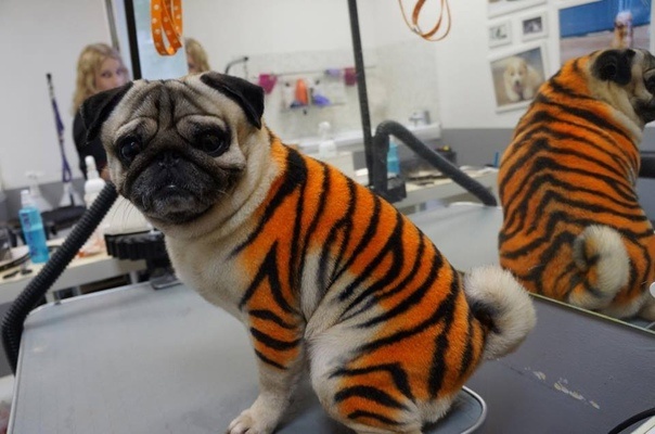 Аэрография в груминге