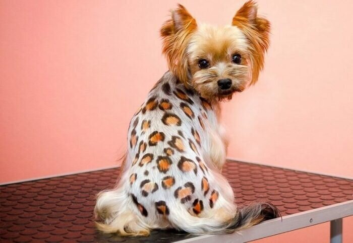 Грумминг окрашивание