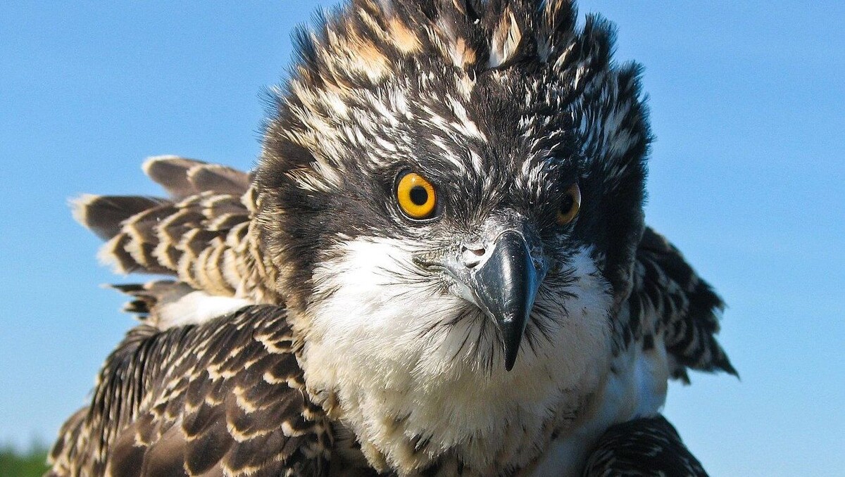     Автор: Levashkin/cc by sa 4.0/wiki