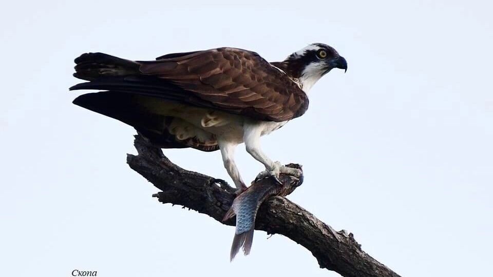     Автор: rgpbz.ru/ Ю. Пехтерева