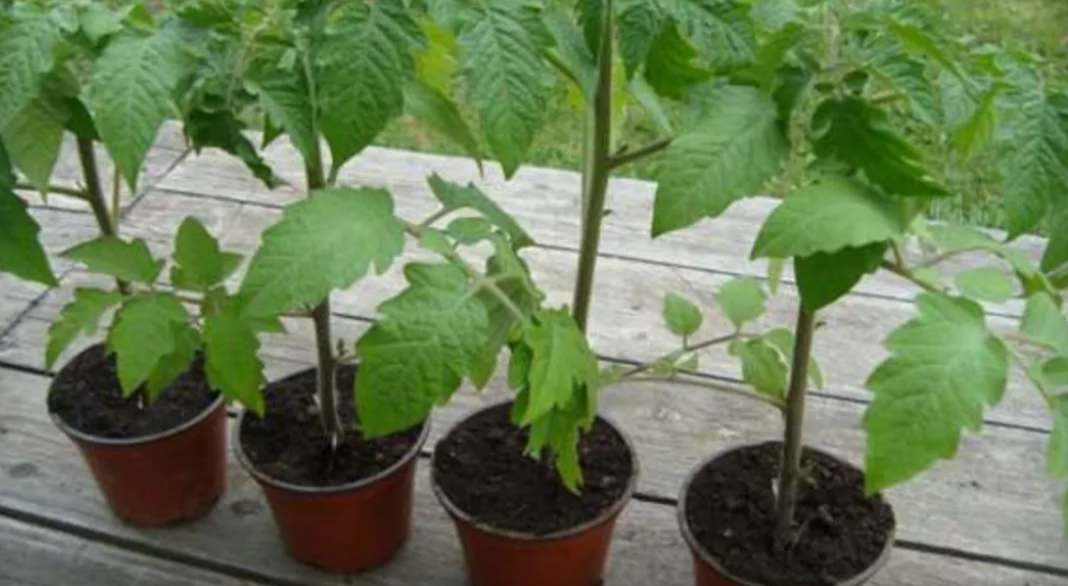 здоровая и толстая рассада