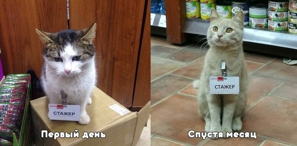 Стажер грустит без ваших лайков