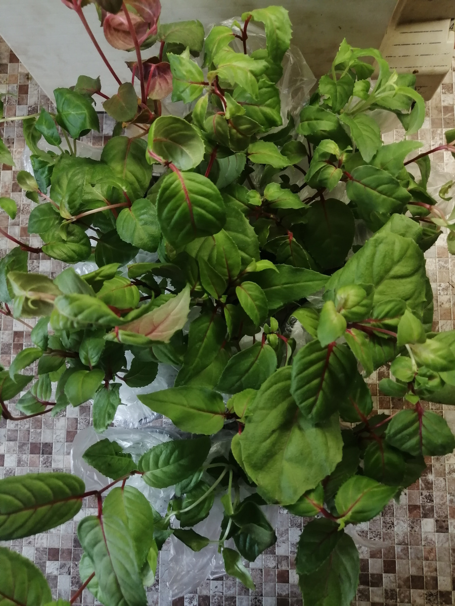 Листва сочная,  корневая система в отличном состоянии