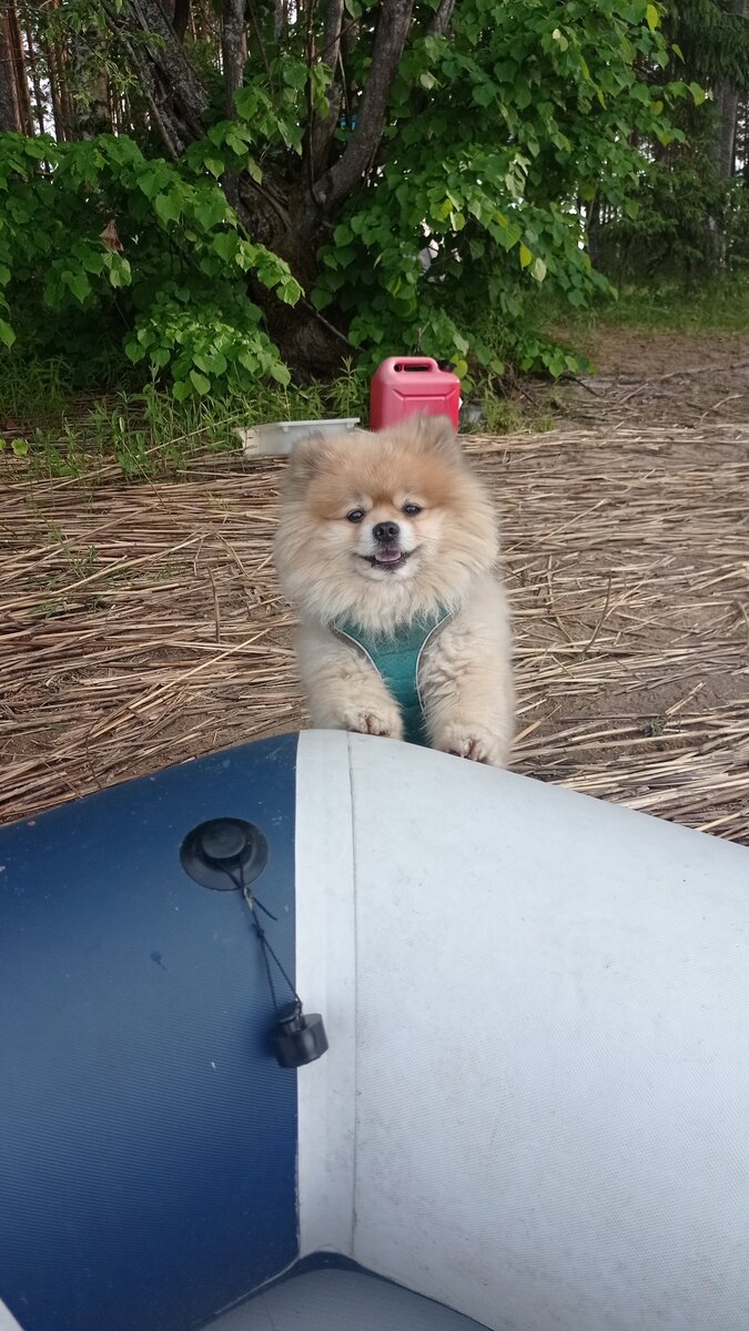 Фото из отпуска, летом мы живем на острове в палатках и ездим на "большую землю" на лодке.