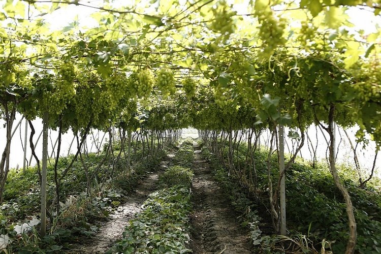    6,5 тысячи гектаров новых виноградников заложили кубанские виноградари за десятилетку