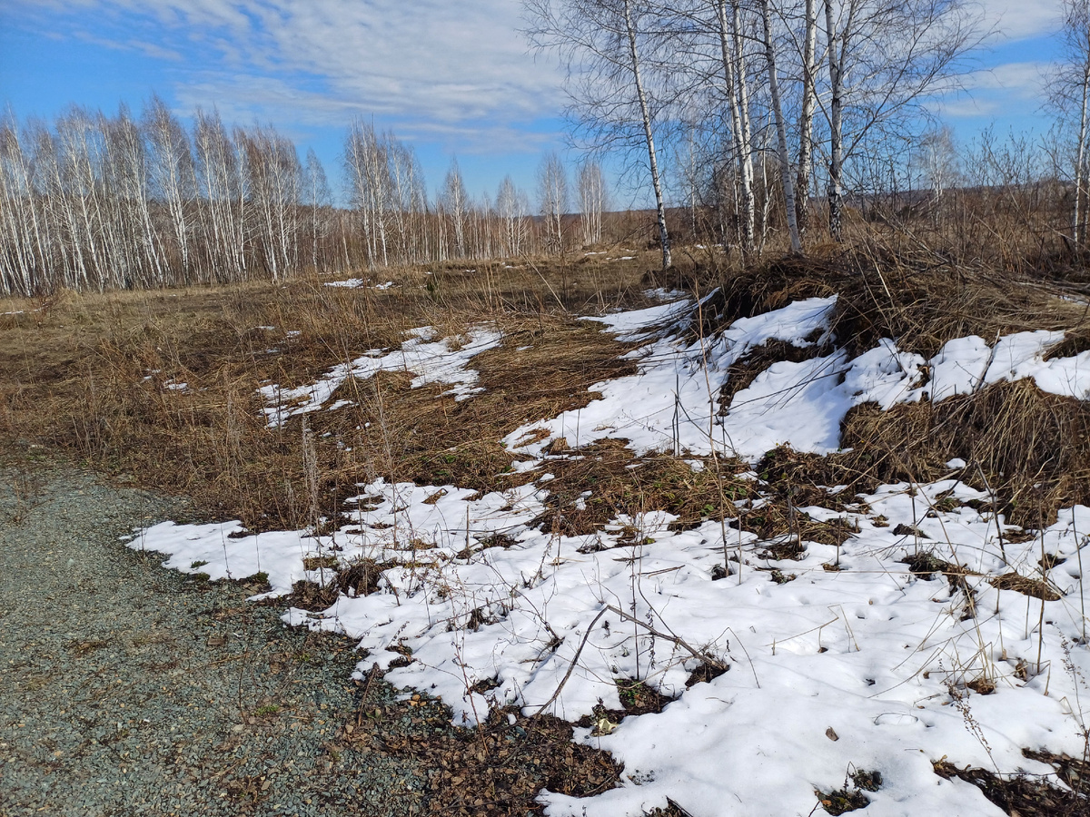 Вот такой пустырь был выбран в качестве места высадки деревьев