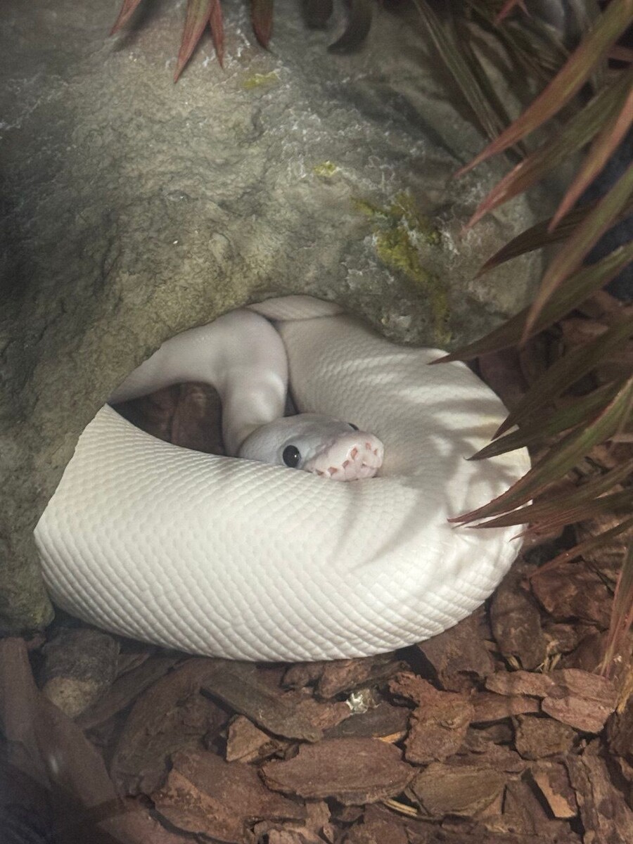 Мой королевский питон — Белый, морфа Super Fire. Выглядит как облако на лапках, только без лапок. Не шумит, не просит еды, не скачет по потолку. Просто живёт рядом — и этого достаточно.