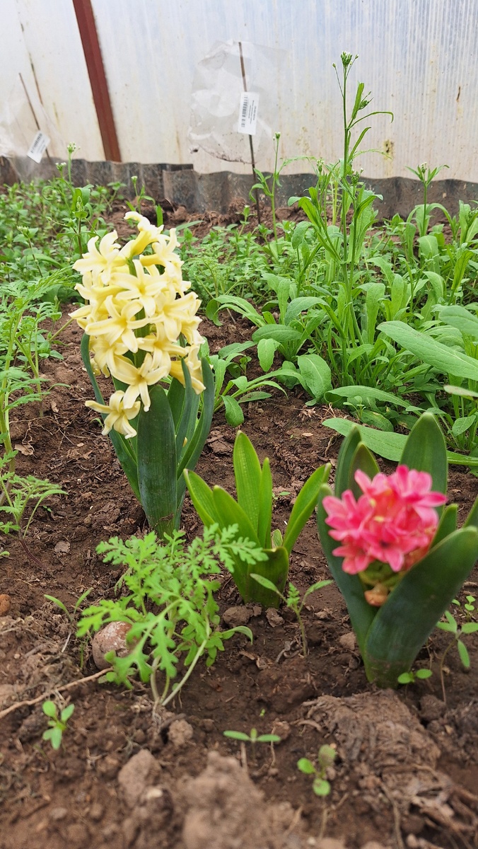 Фото автора. Гиацинты.