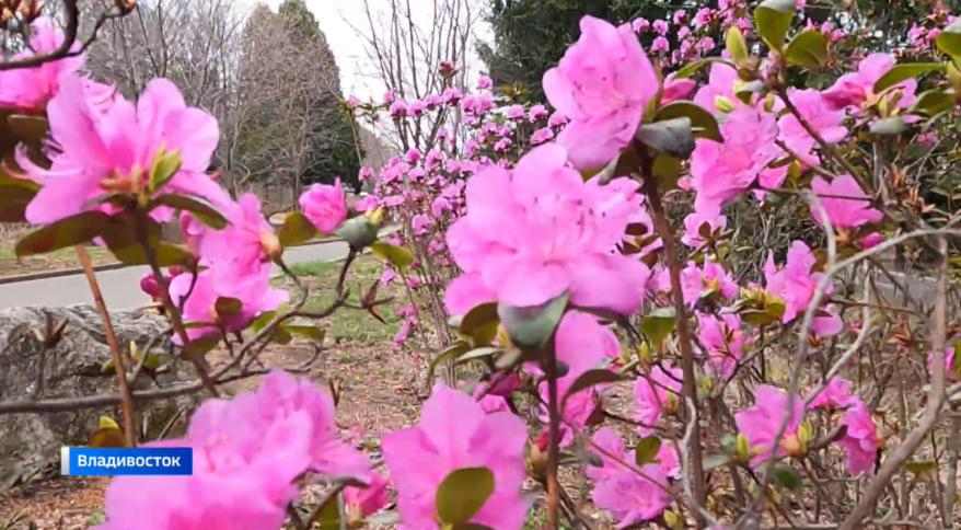 Цветение рододендронов в Ботаническом саду ДВО РАН во Владивостоке