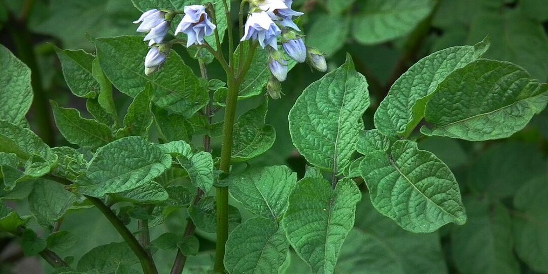 Капля йода — и ваш картофель станет звездой урожая