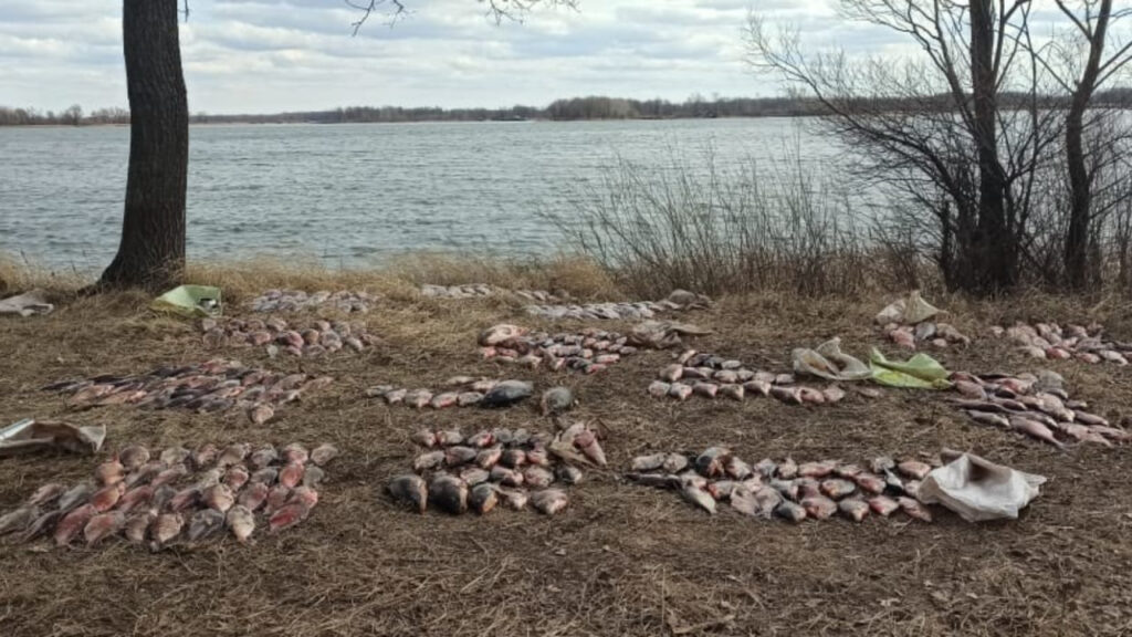 Фото: Госкомитет РТ по биоресурсам