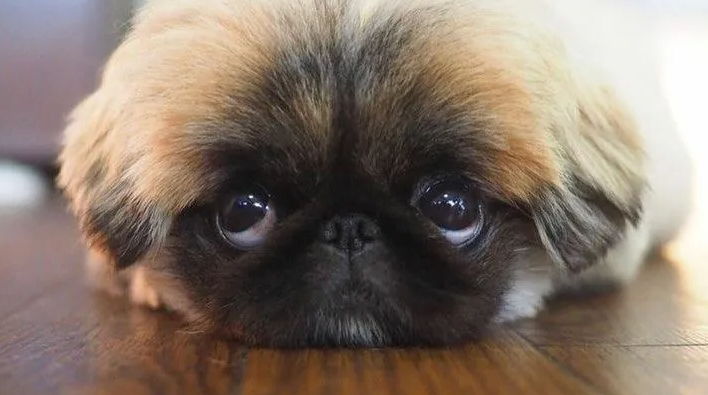 7 упрямых пород собак, которые доводят даже профессионалов