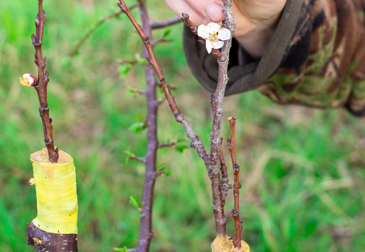 Когда начать черенковать и прививать вишни