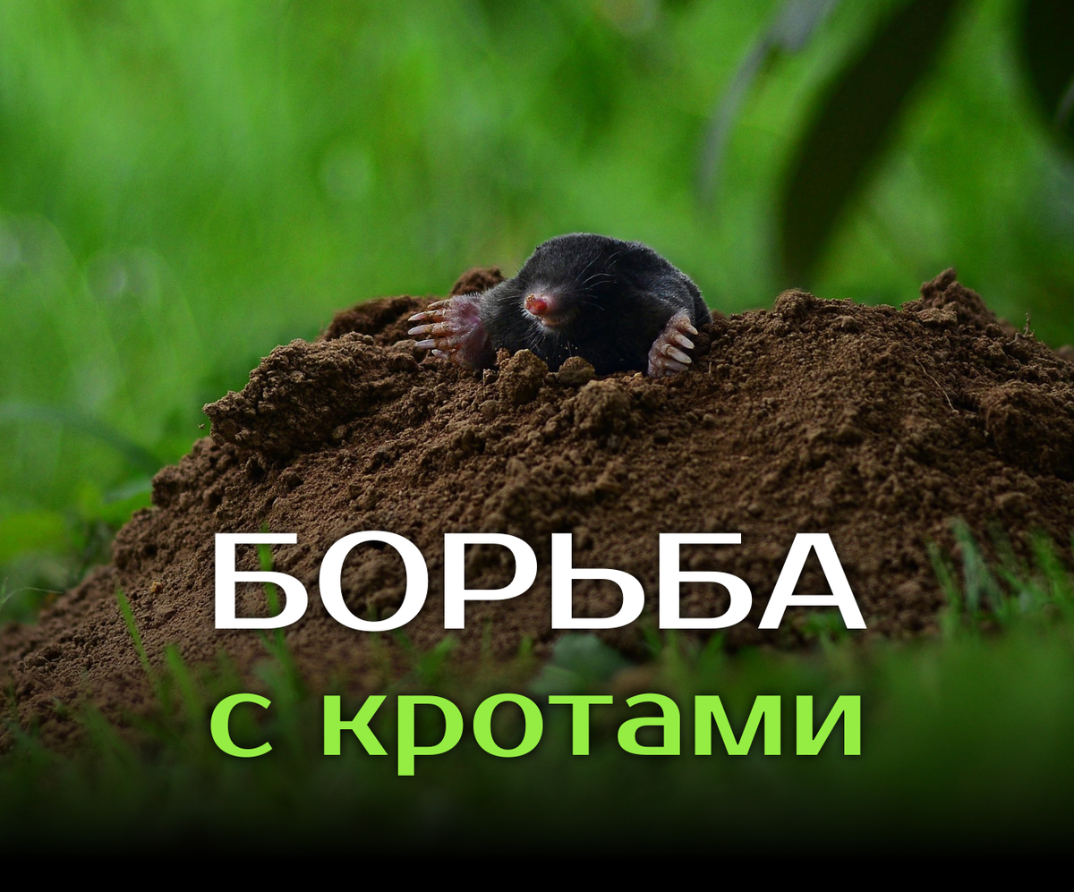Зачем кроты роют ямы и ходы на огороде