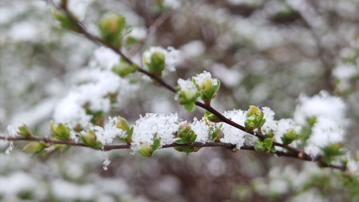 Фото автора_Спирея Вангутта_8 апреля 2025_Мичуринск