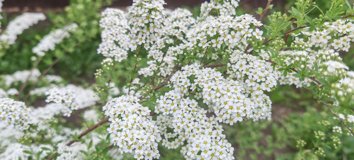 Фото автора_Спирея Вангутта_23 апреля 2025_Мичуринск