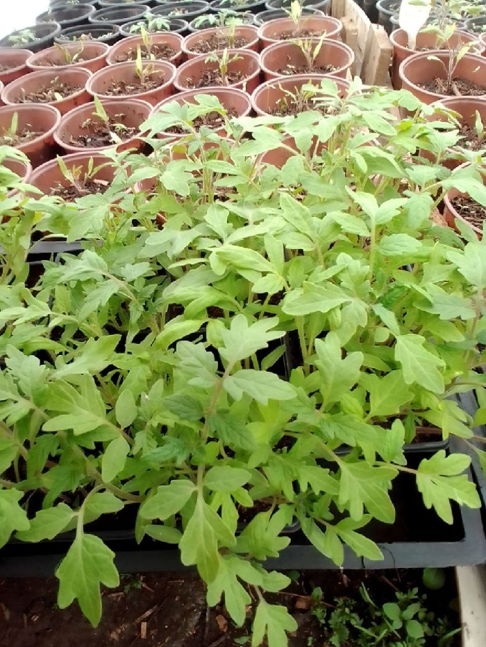 Рассада помидор