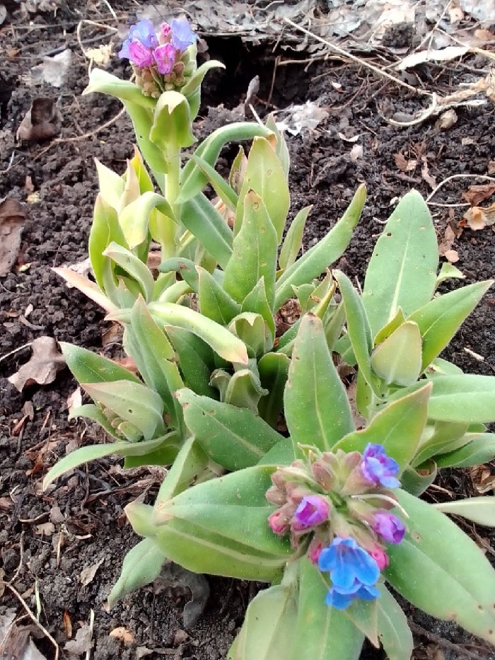 Первоцвет медуница