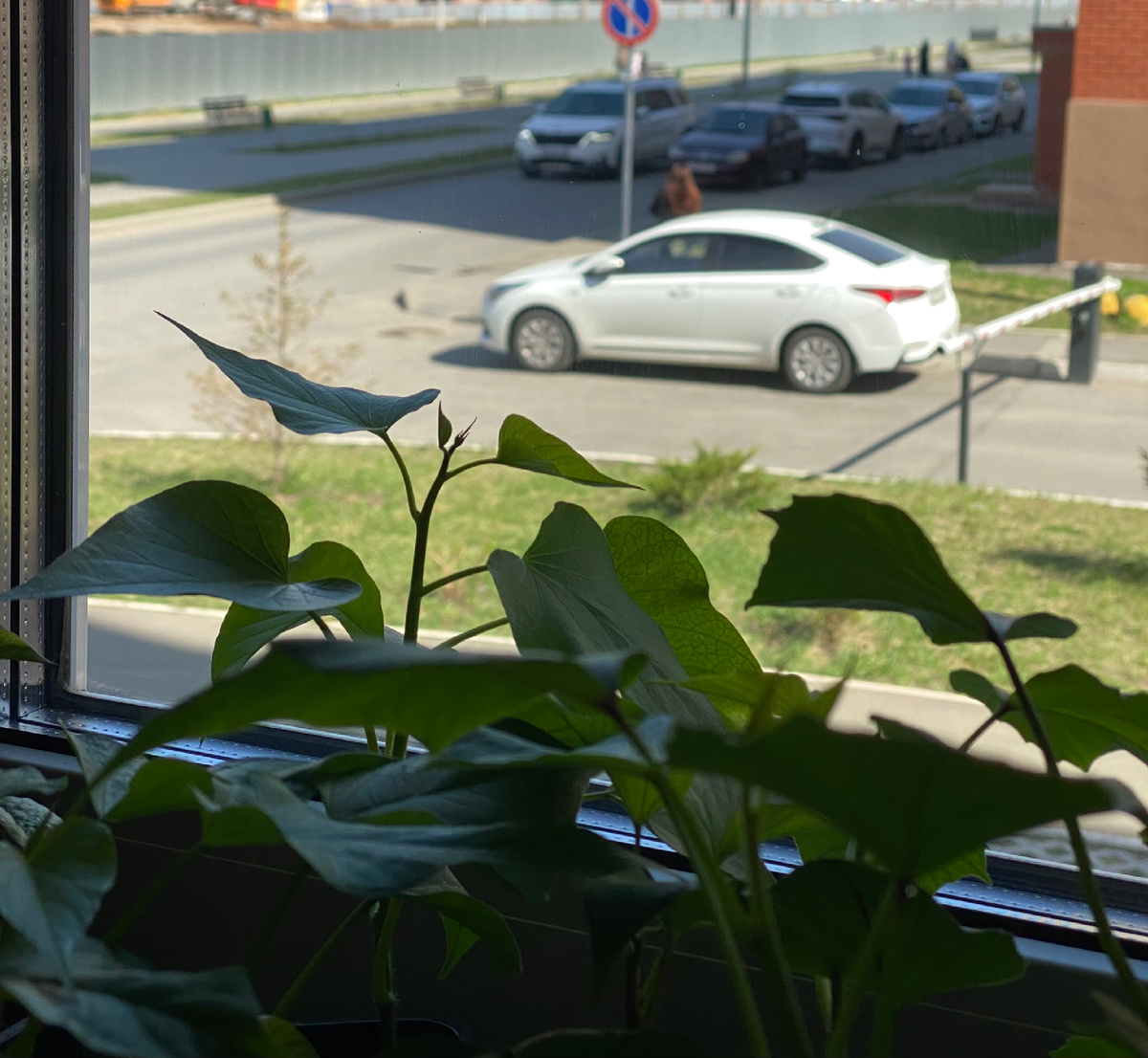 Моя рассада батата