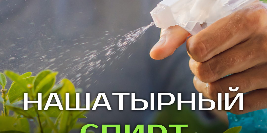 Нашатырный спирт: тля, муравьи в ужасе, а растения растут быстрее!