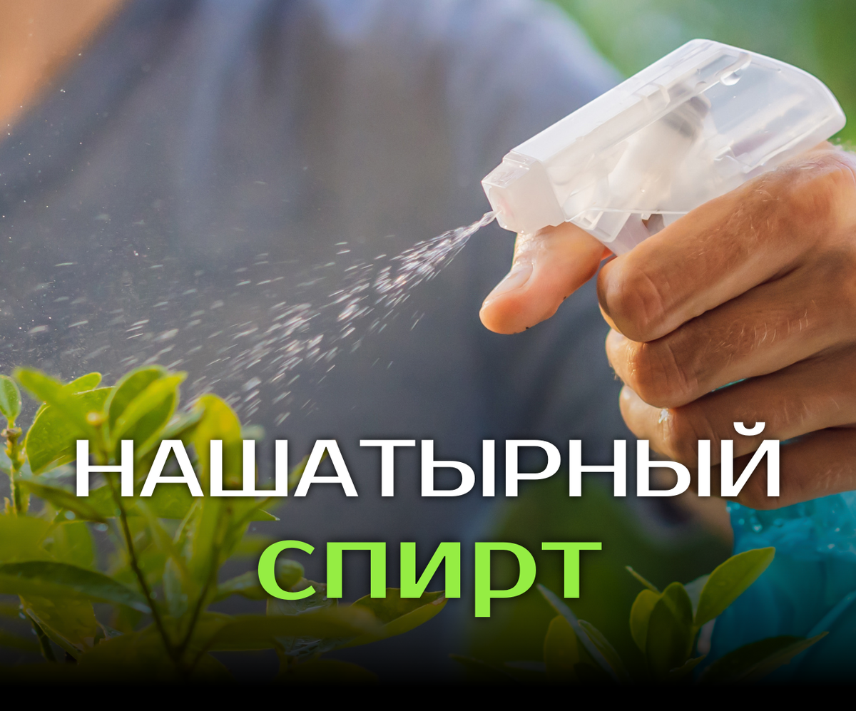 Как применять нашатырный спирт для пользы растений
