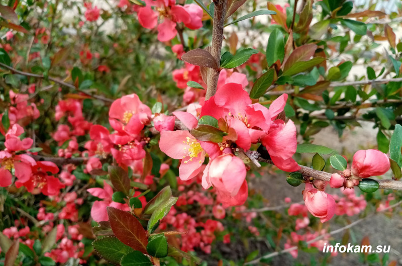   Камышин. Цветет айва японская