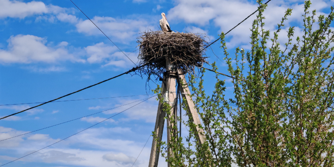 Аисты и моё беззаботное детство на Украине.