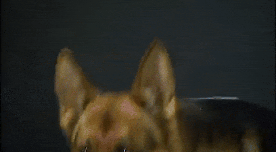   Kommissar Rex / Österreichischer Rundfunk (ORF), 1994-2004