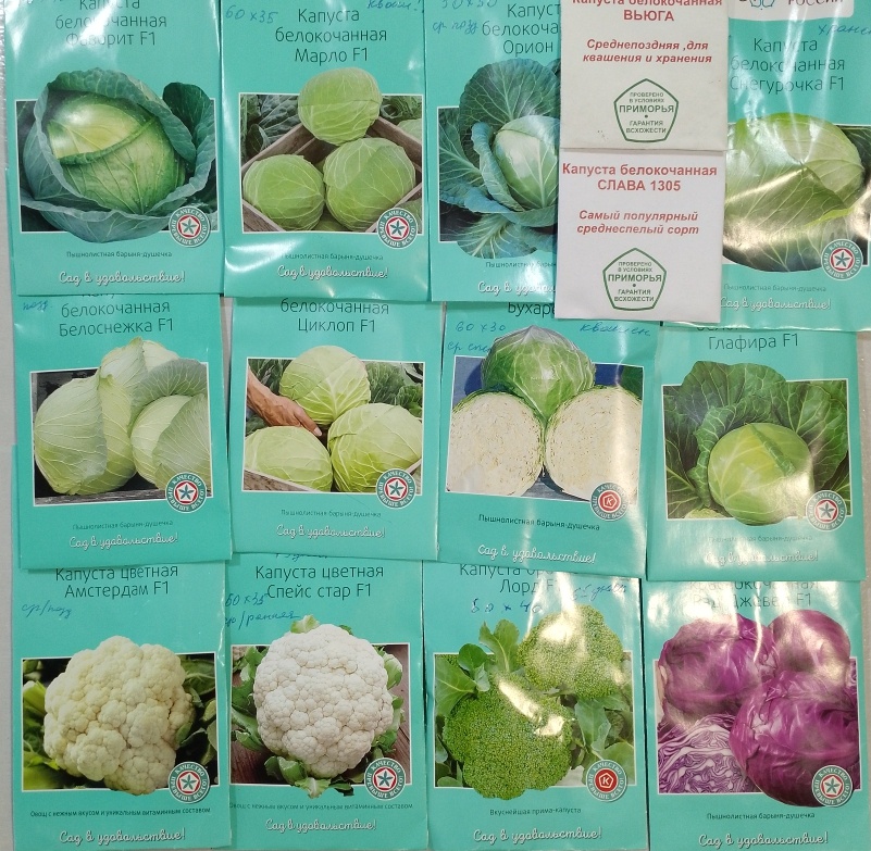Семена капусты. Фото автора