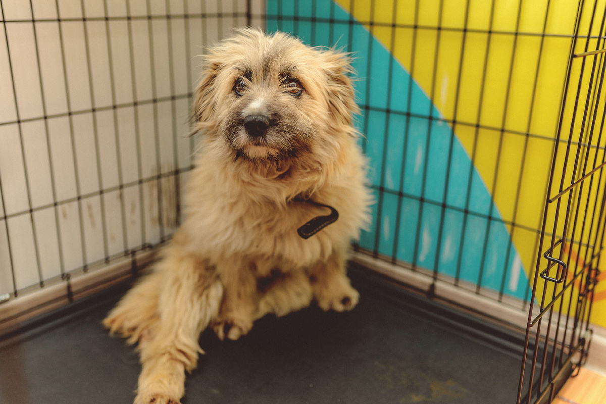 Этот замечательный питомец мог бы стать лучшим другом для человека, но судьба распорядилась иначе…