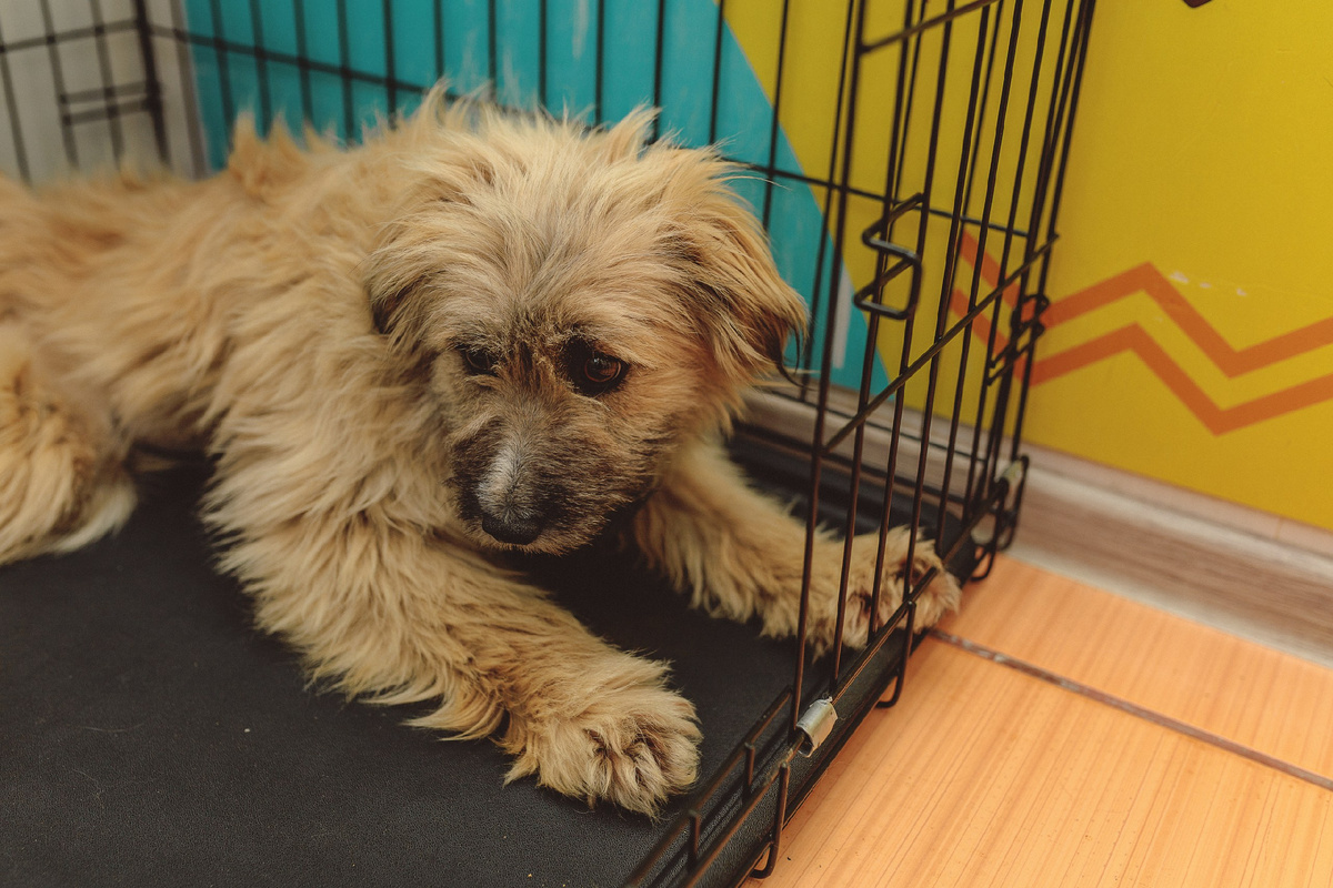 Сейчас для Леди очень важно быть нужной, замеченной человеком!