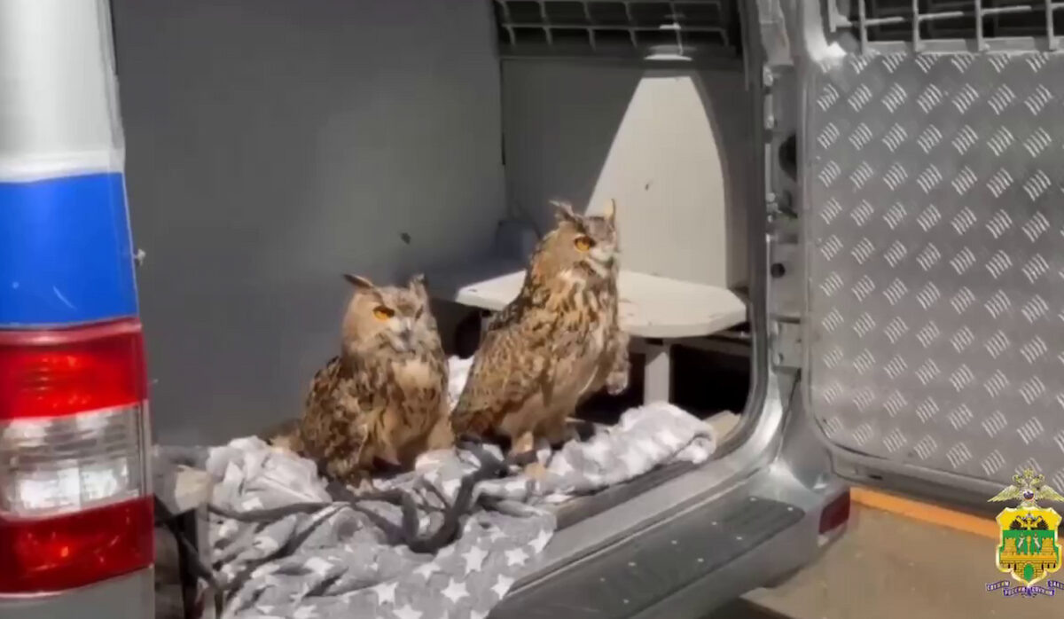    Фото t.me/police_sochi