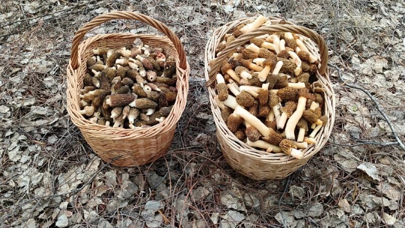     Сморчки. Грибы и Грибники Алтайского края