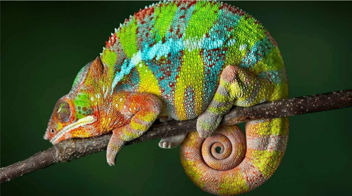 Это спящий пантеровый хамелеон ❤️