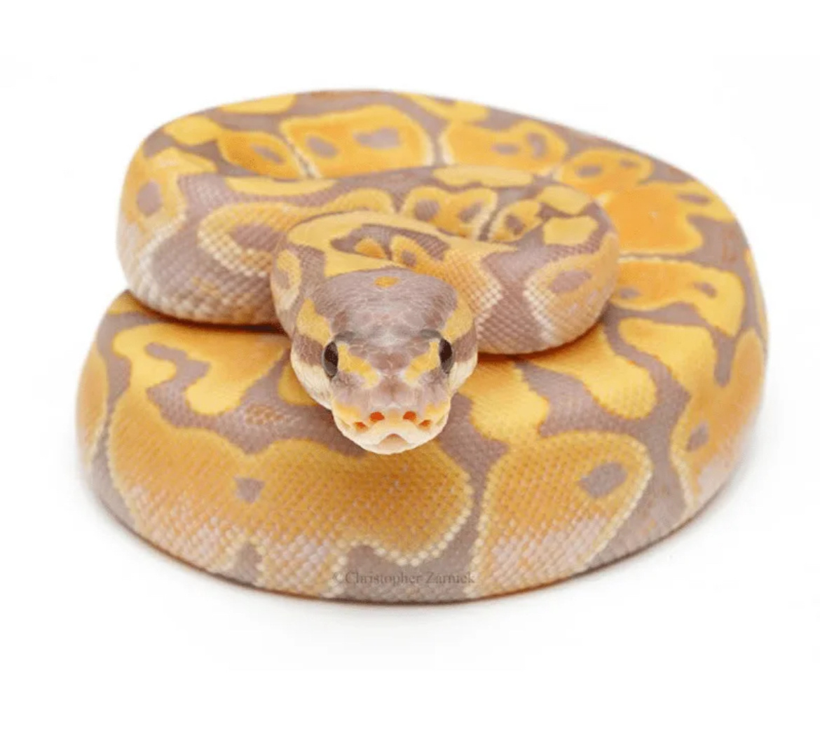 Королевский питон 