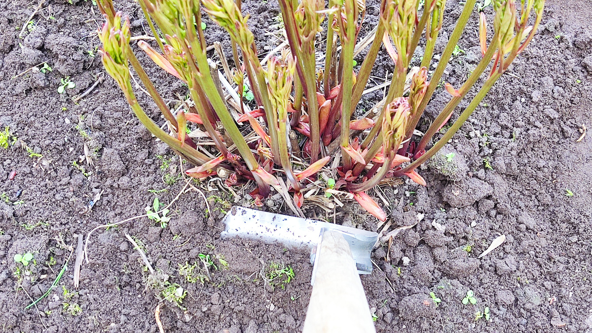 В конце апреля-начале мая я неглубоко  рыхлю землю вокруг кустов пионов с помощью плоскореза или тяпки.