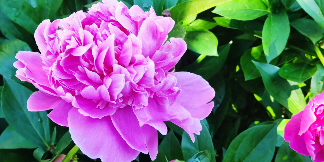 У меня ЕСТЬ строгое правило ✊ Весной кормлю пионы "ПАЛКОЙ" 🌺Подкормил полсотни кустов ПИОНОВ 🌸 и они зацвели огромными бутонами!